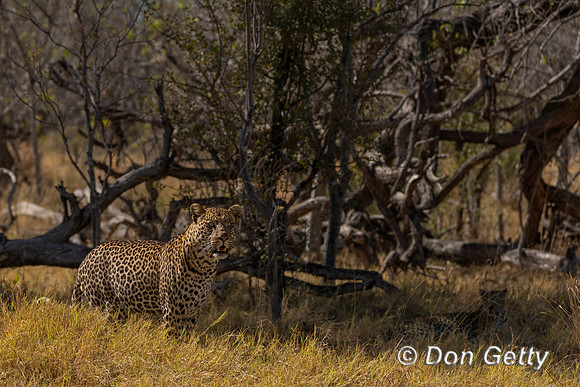Leopard