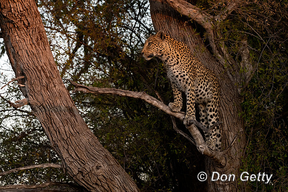 Leopard