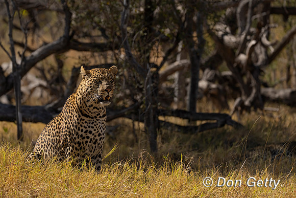 Leopard