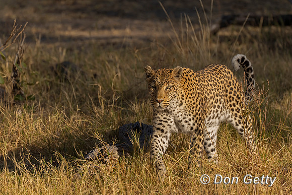 Leopard