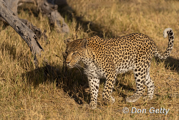 Leopard