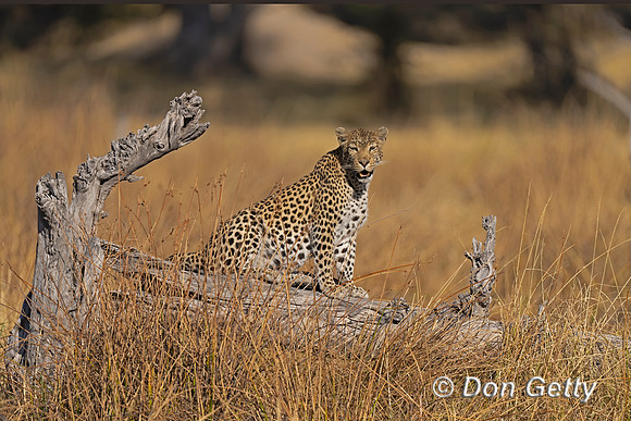 Leopard