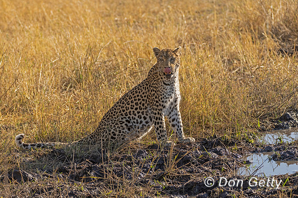 Leopard