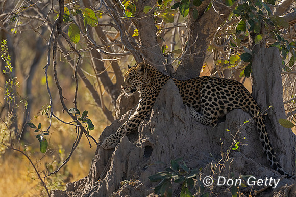 Leopard