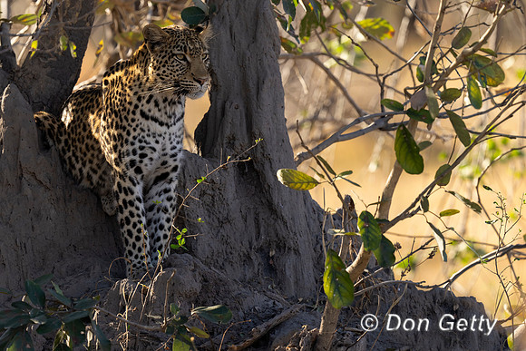 Leopard