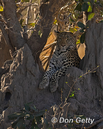 Leopard
