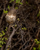 African barred Owlet