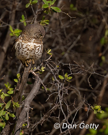 African barred Owlet