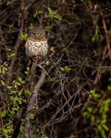 African barred Owlet