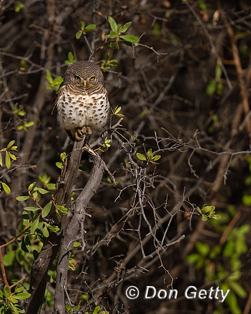 African barred Owlet