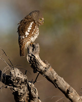 African barred Owlet