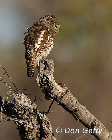 African barred Owlet