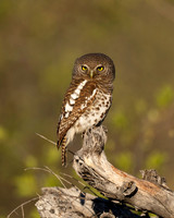 African barred Owlet