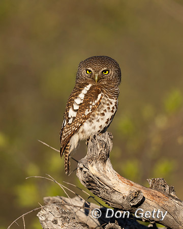 African barred Owlet