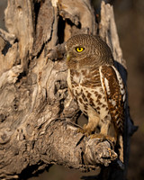 African barred Owlet