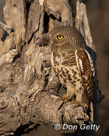 African barred Owlet
