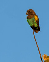 Meyer's Parrot