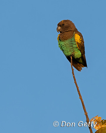 Meyer's Parrot