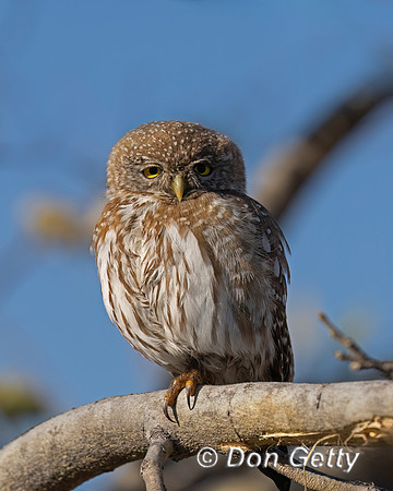 Pearl-spotted Owlet