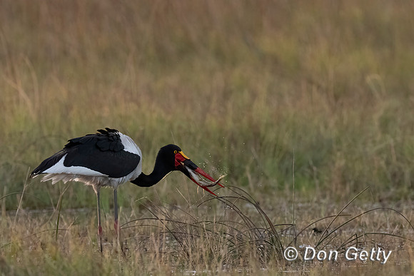 Saddle-billed Stork