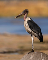 Marabou Stork