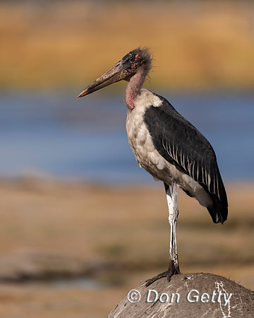Marabou Stork