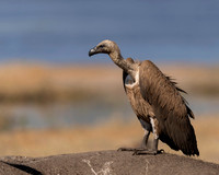 White-backed Vulture