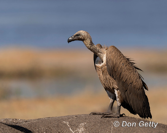 White-backed Vulture