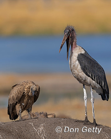 Marabou Stork
