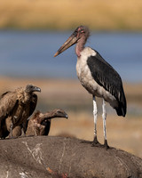 Marabou Stork