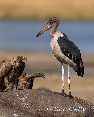 Marabou Stork