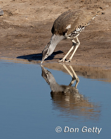 Kori Bustard