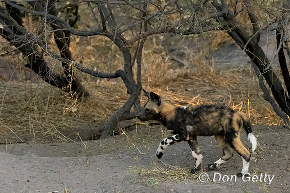 African Wild Dog