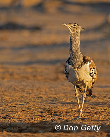 Kori Bustard