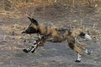 African Wild Dog