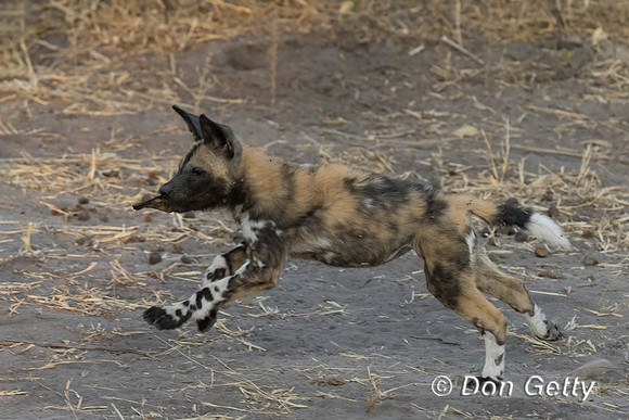 African Wild Dog