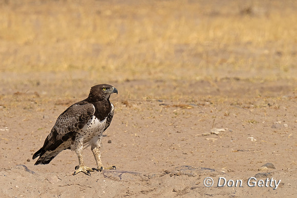 Martial Eagle