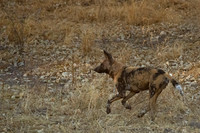 African Wild Dog