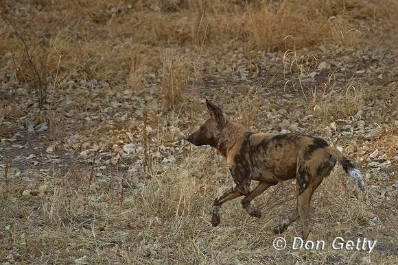 African Wild Dog