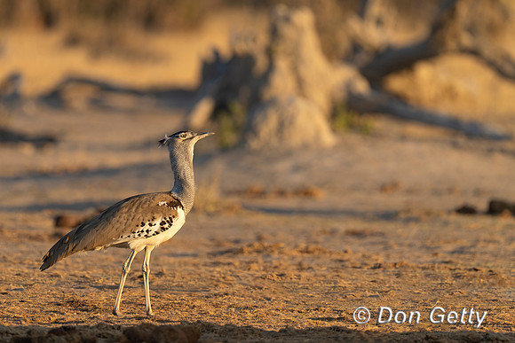 Kori Bustard