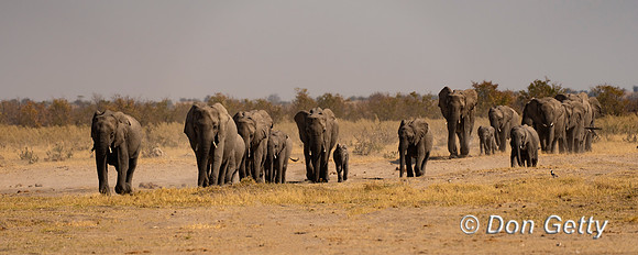 Elephant