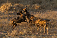 African Wild Dog