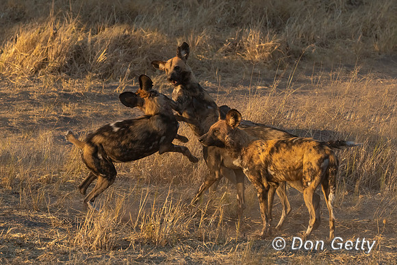 African Wild Dog