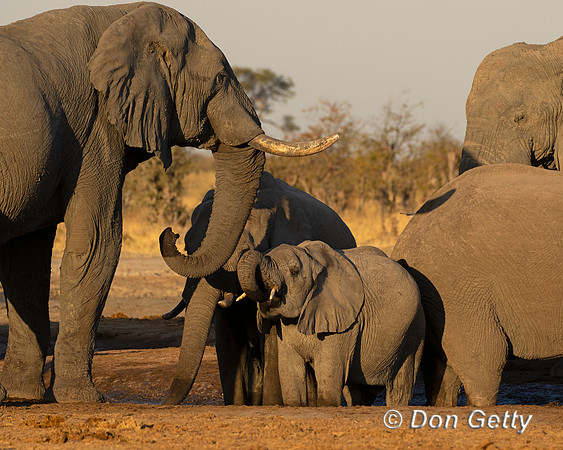 Elephant