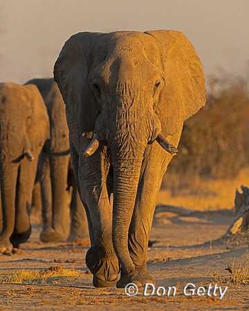 Elephant