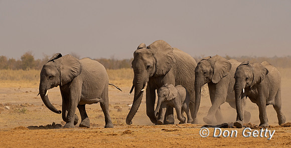 Elephant