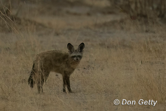 Bat-eared Fox
