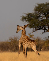 Southern Giraffe