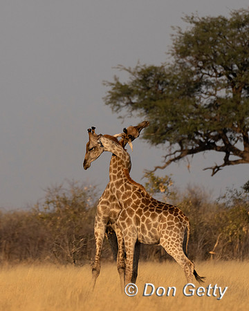 Southern Giraffe