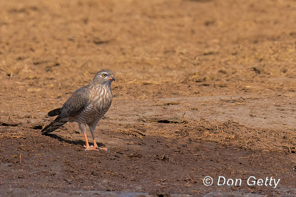 Gabar Goshawk
